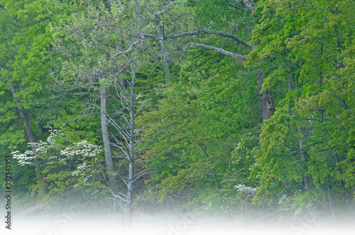 Spring landscape of Hall Lake in fog with dogwoods in bloom, Yankee Springs State Park, Michigan, USA