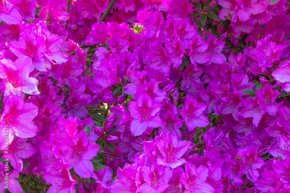Detail of blooming bushes of pink azalea flowers. Flowers in full bloom.Natural decoration. Lilac pink blossoms during springtime. Sweet-smelling spring flowers.Azalea close up