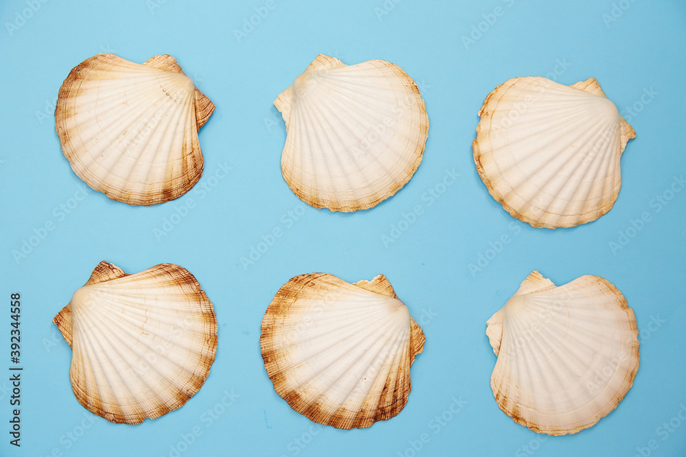 shells on a blue background