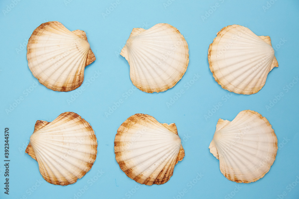shells on a blue background shells on a blue background