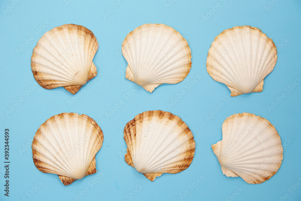 shells on a blue background shells on a blue background