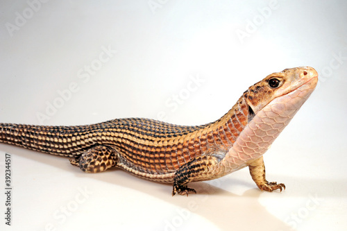 Sudan plated lizard // Braune Schildechse, Sudan-Schildechse (Broadleysaurus major)  photo