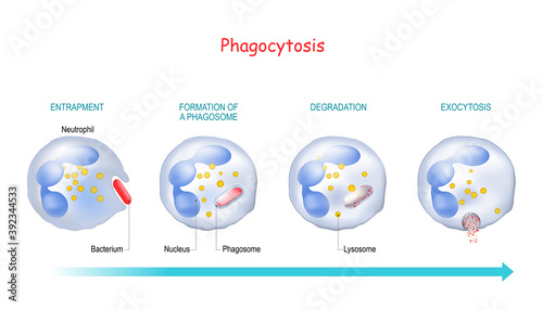 Phagocytosis. Neutrophil and bacterium