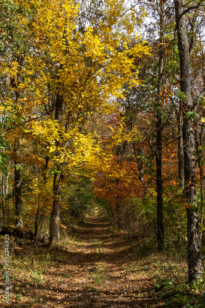 Beautiful and vibrant fall/autumn colors in the forest.  Sand Ridge State Forest, Illinois, USA.