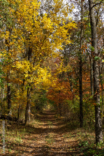 Beautiful and vibrant fall/autumn colors in the forest. Sand Ridge State Forest, Illinois, USA.