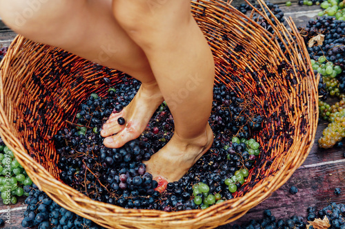 Woman crushes feet of grapes to make wine photo