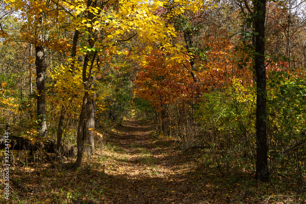 Beautiful and vibrant fall/autumn colors in the forest.  Sand Ridge State Forest, Illinois, USA.