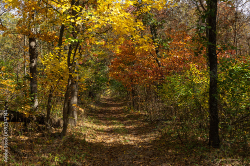 Beautiful and vibrant fall/autumn colors in the forest. Sand Ridge State Forest, Illinois, USA.