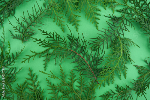 Branches of conifer bush on green background