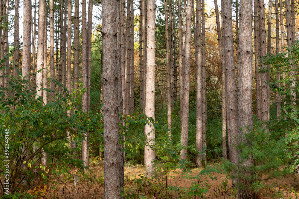 Beautiful and vibrant fall/autumn colors in the forest. Sand Ridge State Forest, Illinois, USA. Beautiful and vibrant fall/autumn colors in the forest. Sand Ridge State Forest, Illinois, USA.