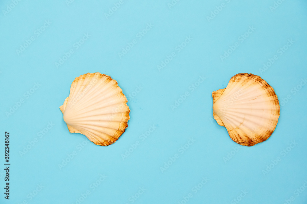 Obraz premium shells on a blue background