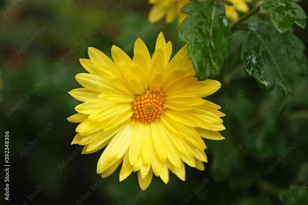 Single lush yellow aster flower with green fresh wet leaves qith rain drops. Blurred background. Perennial flowering plant. Asteraceae family. Single lush yellow aster flower with green fresh wet leaves qith rain drops. Blurred background. Perennial flowering plant. Asteraceae family.