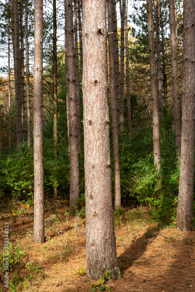 Naklejka premium Beautiful and vibrant fall/autumn colors in the forest. Sand Ridge State Forest, Illinois, USA.