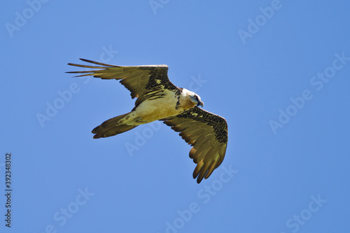 Bearded Vulture (Gypaetus barbatus) adult flying, Bulgan, Mongolia photo