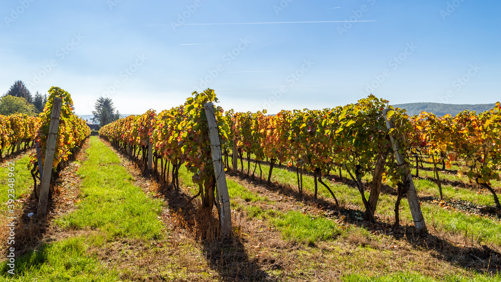 Beautiful vineyard under deep blue sky