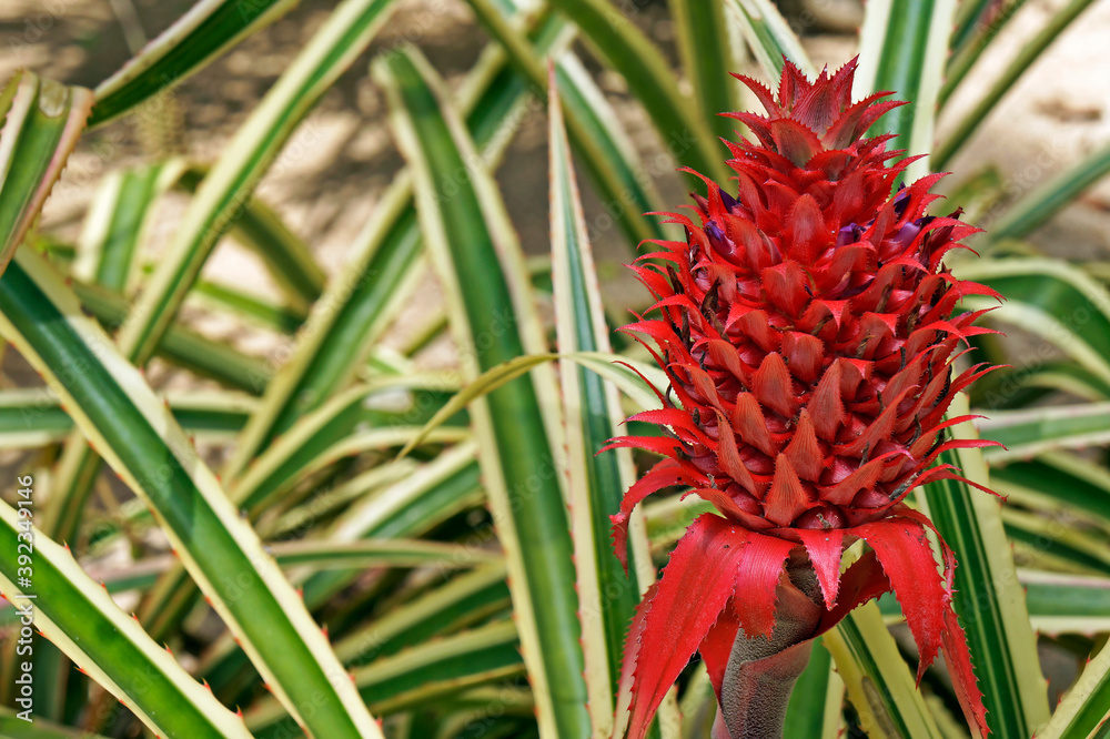 Ornamental Pineapple on tropical garden, Rio, Brazil Ornamental Pineapple on tropical garden, Rio, Brazil