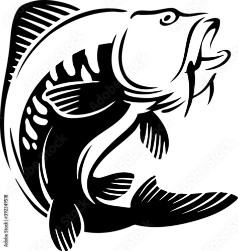 fish carp, karper