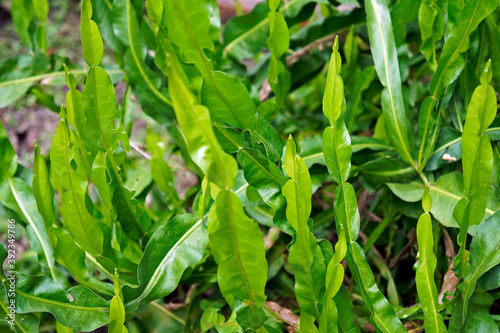 Medicinal plant (Baccharis crispa), Brazil