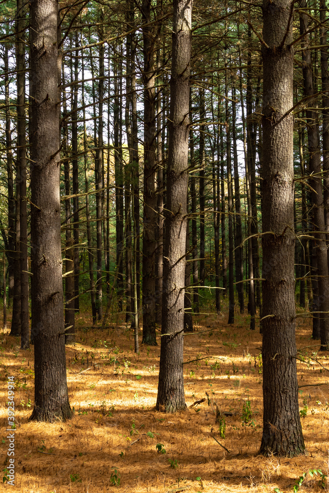 Beautiful and vibrant fall/autumn colors in the forest. Sand Ridge State Forest, Illinois, USA. Beautiful and vibrant fall/autumn colors in the forest. Sand Ridge State Forest, Illinois, USA.