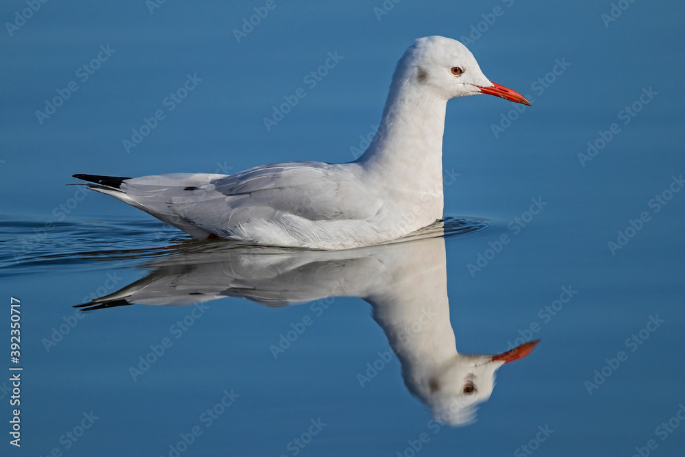 Slender-billed Gull (Chroicocephalus genei), adult swimming in calm sea with water refelexion, Sardinia, Italy Slender-billed Gull (Chroicocephalus genei), adult swimming in calm sea with water refelexion, Sardinia, Italy
