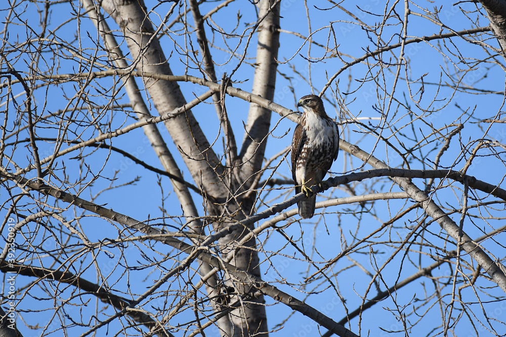 Red-tailed Hawk perched in a tree under a blue sky Red-tailed Hawk perched in a tree under a blue sky