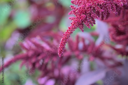 Flower,  Hopi Red Dye Amaranth.