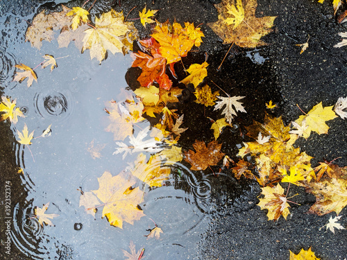 Bright yellow maple leaves on wet asphalt ground on rainy autumn day