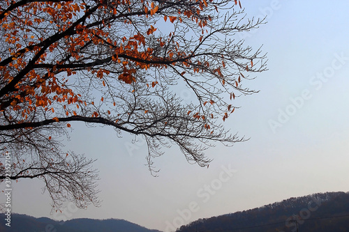 단풍잎