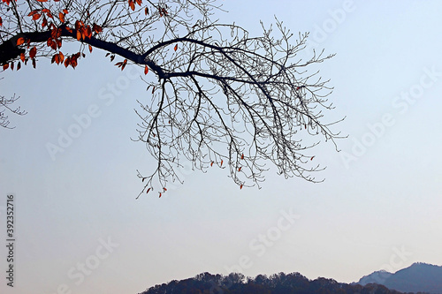 나무가지