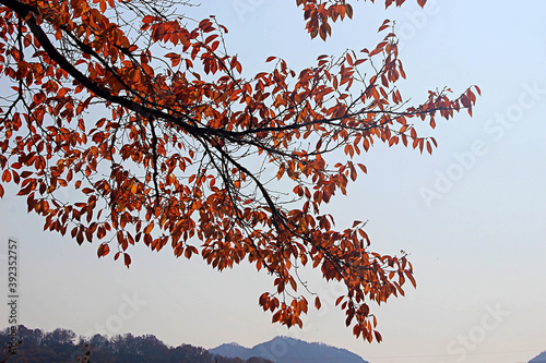 단풍잎
