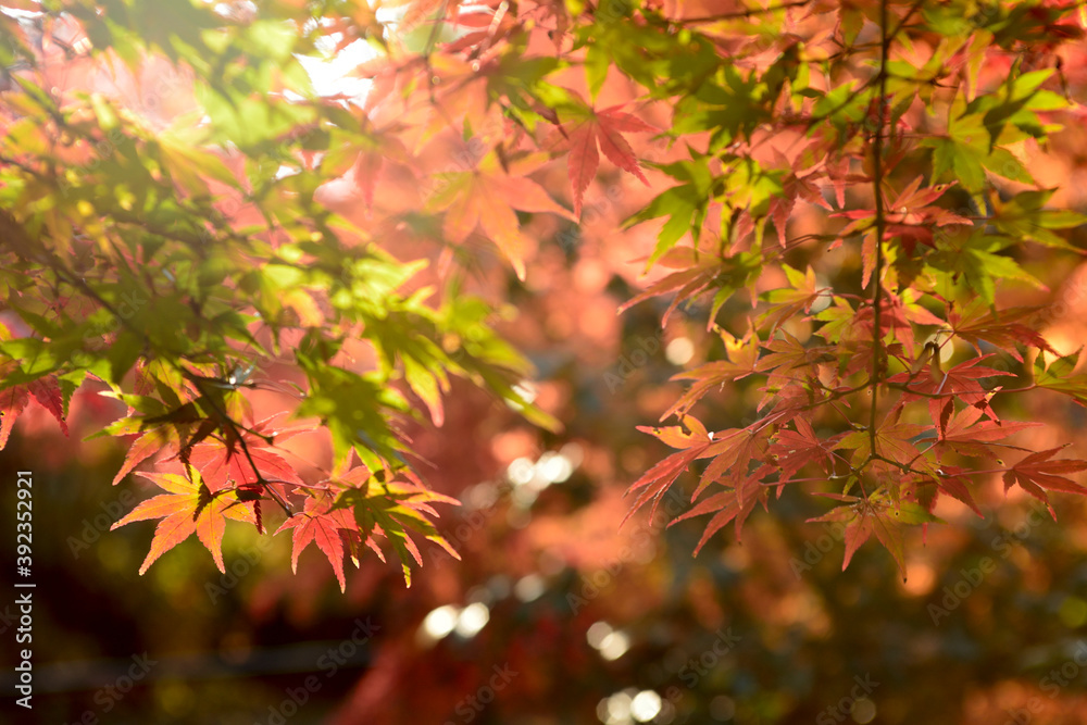 曽木公園の紅葉 曽木公園の紅葉