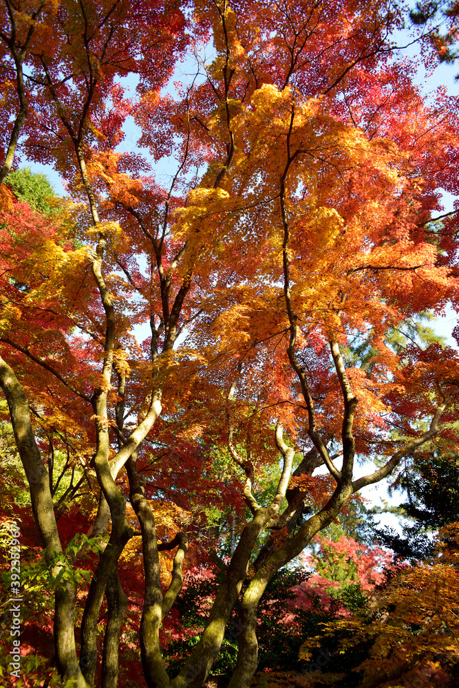 曽木公園の紅葉 曽木公園の紅葉