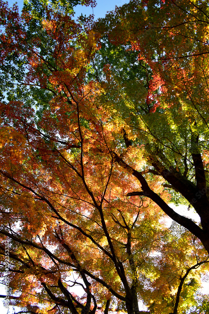 曽木公園の紅葉