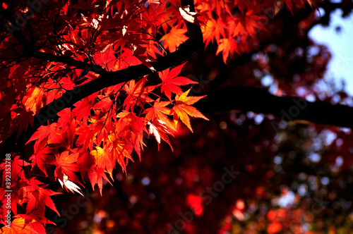 曽木公園の紅葉