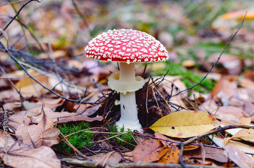 mushroom is not edible, mushroom with a red cap grows in the forest mushroom is not edible, mushroom with a red cap grows in the forest