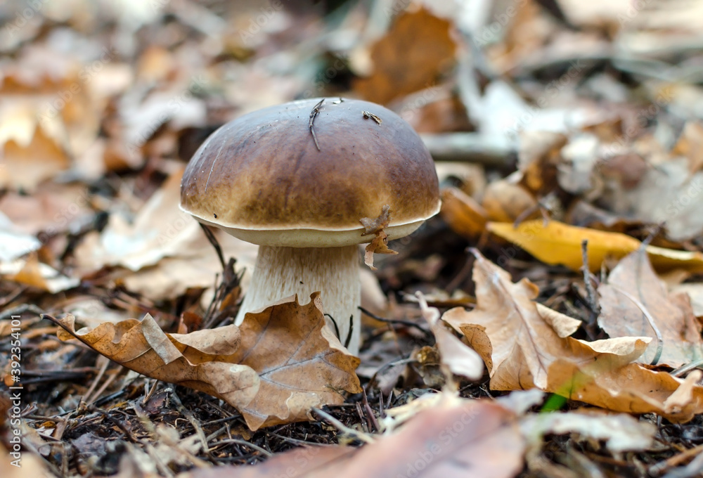 edible mushroom, white with a brown cap growing in the forest edible mushroom, white with a brown cap growing in the forest