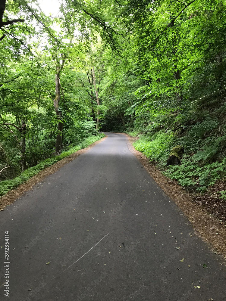 Fototapeta premium road in the forest