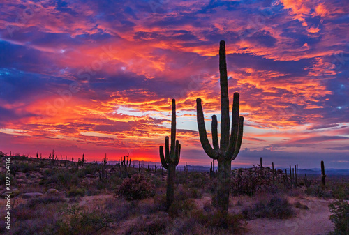 Fototapeta Naklejka Na Ścianę i Meble -  Sky on Fire Sunset With Saguaro Cactus In Scottsdale AZ