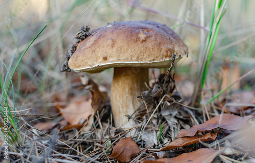 edible mushroom, white with a brown cap growing in the forest