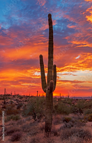 Vertical Image Of A saguaro cactus at sunset with colorful skies 
