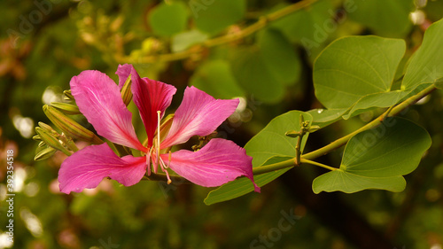 Photography Selective focus shot of pink Hongkong orchid tree flower grown in a botanical ga