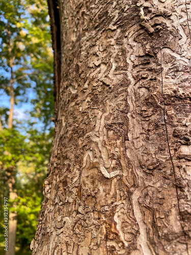 emerald ash borer, sinuous carvings dug by the larvae on a tree trunk