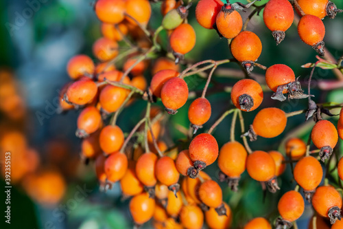 Ripe rosehip berries on the bushes in autumn. Close up. October, 2020.