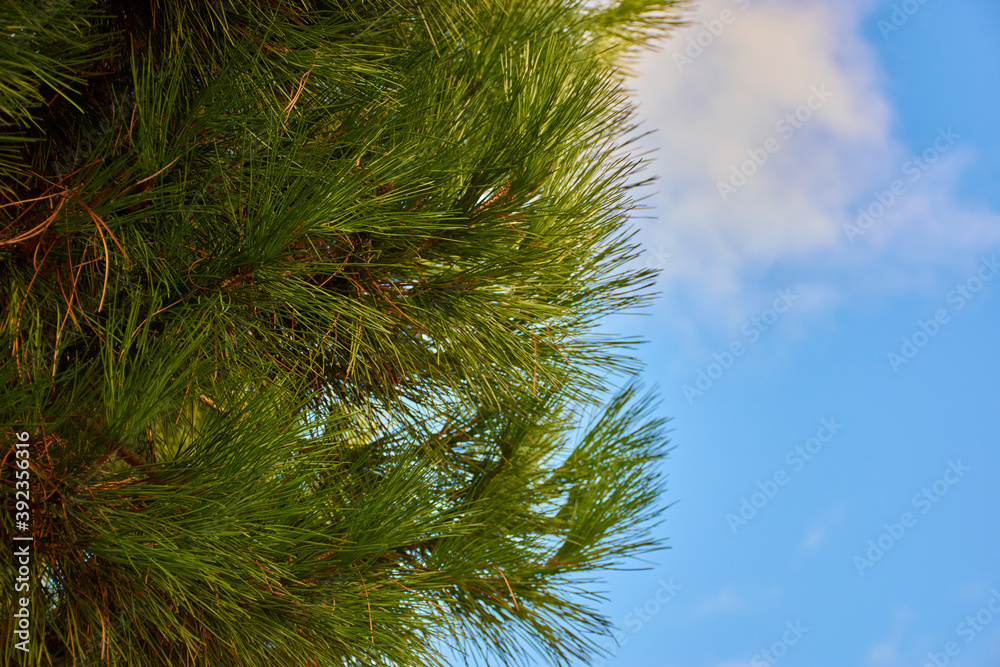 Obraz premium Naturaleza simple