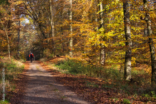 Fototapeta Naklejka Na Ścianę i Meble -  Biker im Herbstwald