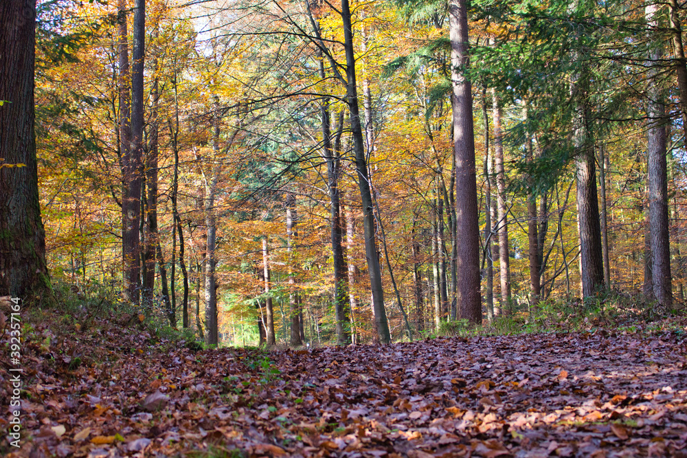 Wanderweg durch Herbstwald