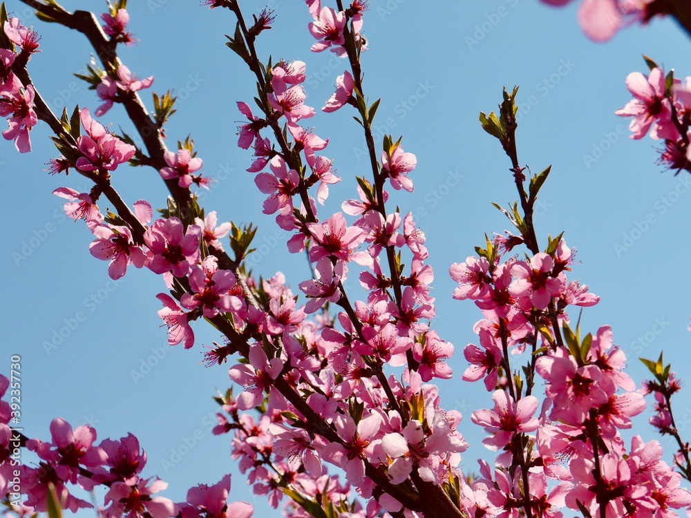 peach branches in blossom peach branches in blossom