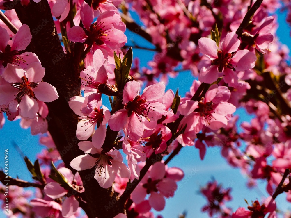 Fototapeta premium peach branches in blossom 