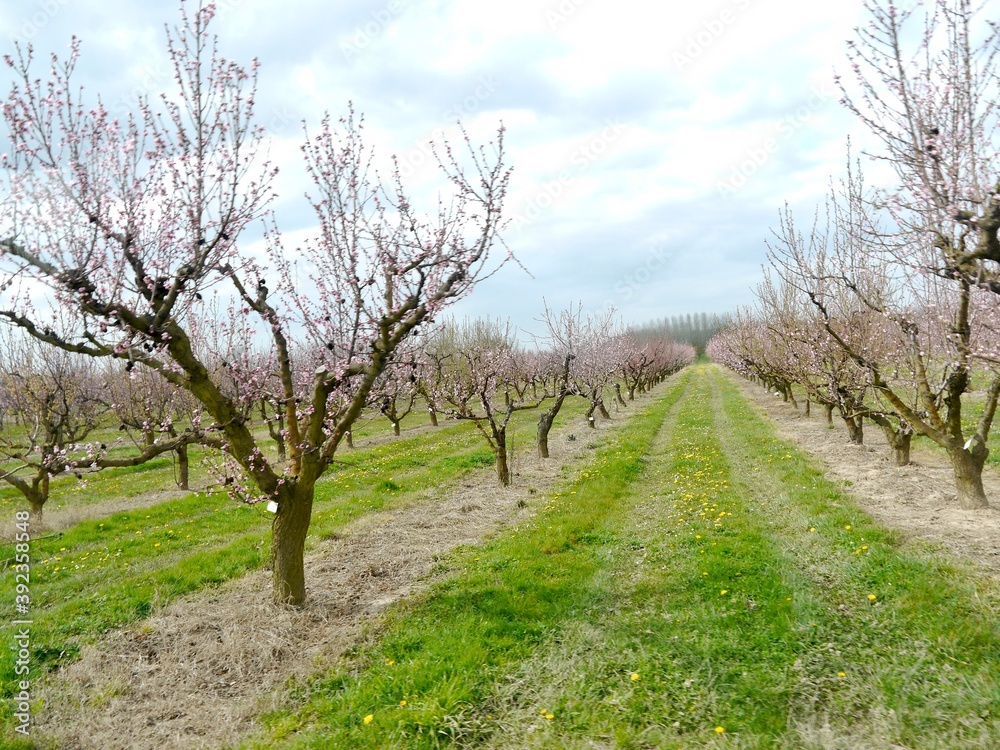 peach orchard in blossom 
