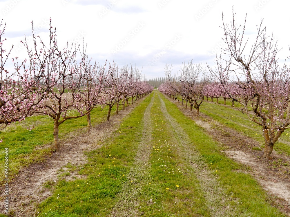 peach orchard in blossom 